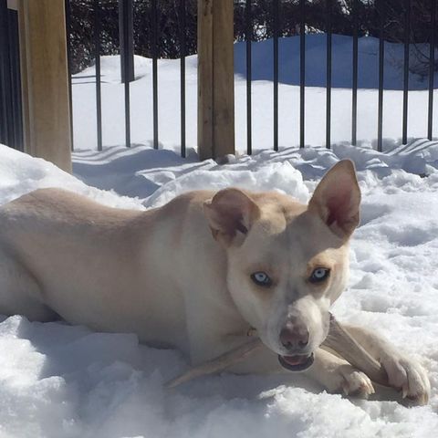 Jesse and Lily: A rescue dog match made in heaven