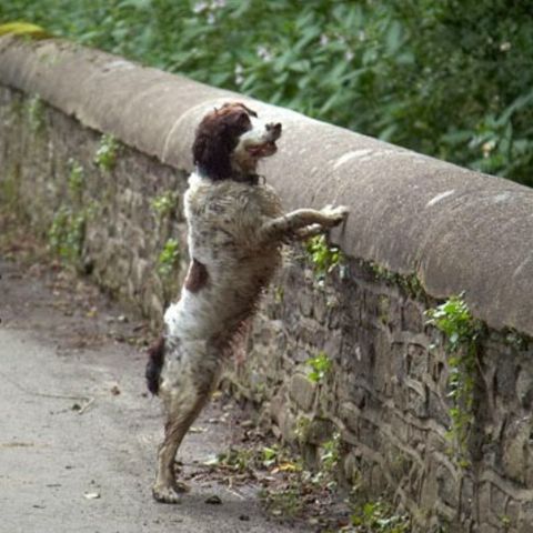 Il PONTE MALEDETTO in Scozia: perché i cani cadono nel vuoto?