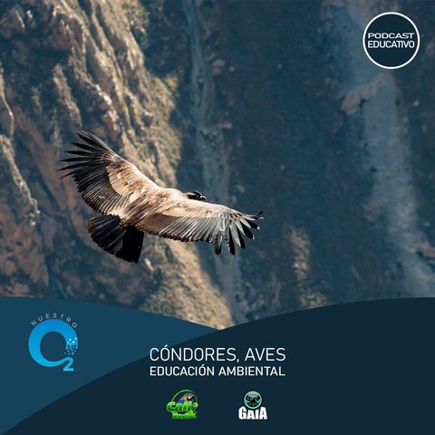 NUESTRO OXÍGENO Cóndores, aves y educación ambiental – Blgo. Alberto Peña