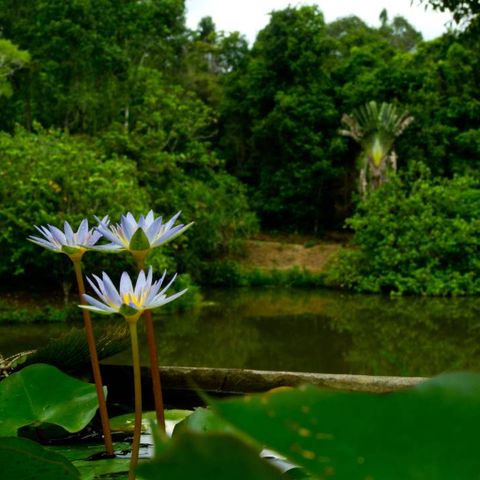 പച്ചയിലെ പച്ചപ്പ് | യാത്രാവാണി | Palode Tropical Botanic Garden