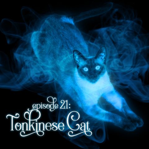 Episode 21: Tonkinese Cat