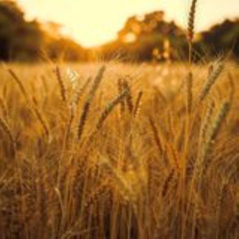 Trigo: preços em alta no curto prazo e redução de área no Brasil | BBcast Agro - 01/04/2026
