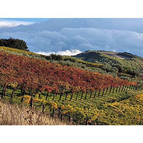 Azienda Agricola Steiger-Kalena a Casacalenda (Molise)