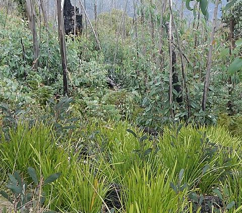 La rigenerazione forestale mista ottimizza il sequestro di carbonio