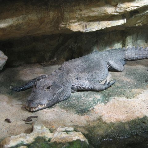 012.3 Dwarf Crocodile