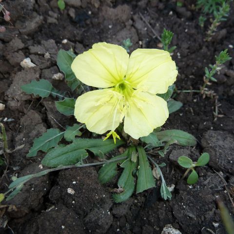 Hey Hey What's Blooming: Stemless Evening Primrose