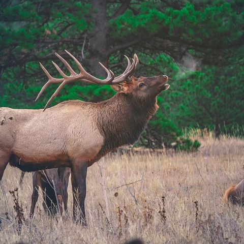 Finnish Mythology: Origin of the elk
