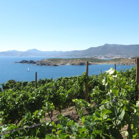 Mediterranis