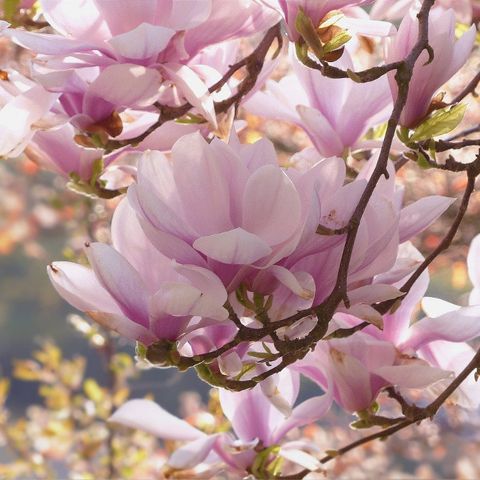 La fioritura della Magnolia