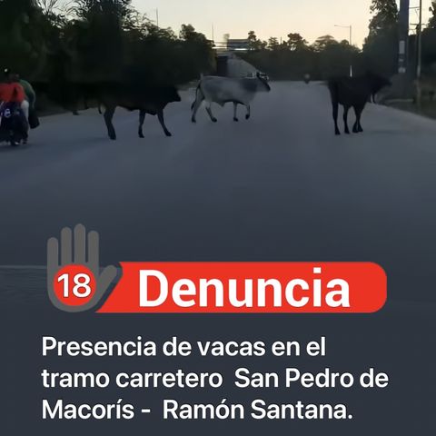 Ciudadano denuncia la presencia de vacas en la salida San Pedro de Macorís - Ramón Santana