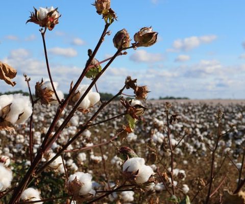 Nov 11  The Cotton Must Be Picked