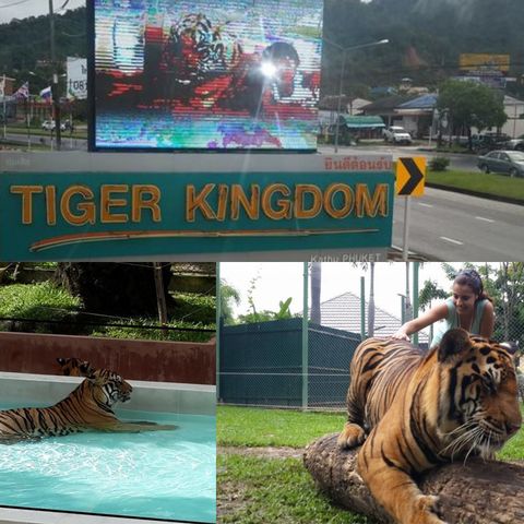 The Tiger Kingdom Anecdote