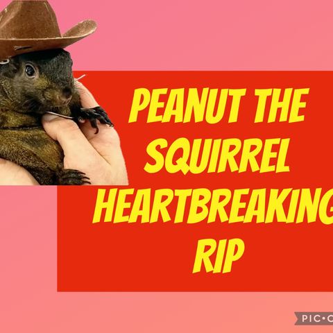 PEANUT the SQUIRREL 🐿️ heartbreaking RIP