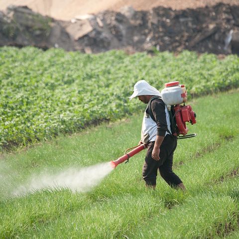 Il Regno Unito esporta sette pesticidi proibiti in patria