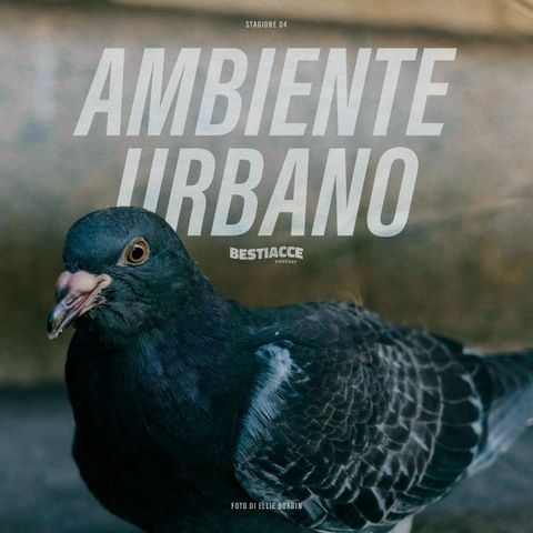 Ep 31 · Ambiente Urbano