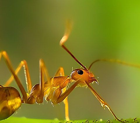Salute e rese agricole le formiche meglio dei pesticidi