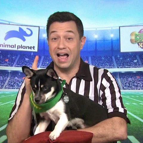 Dan Schachner Ref For The Puppy Bowl Super Bowl 54