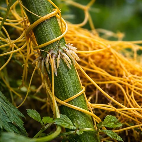 The Vampire Plant That Sniffs and Strangles