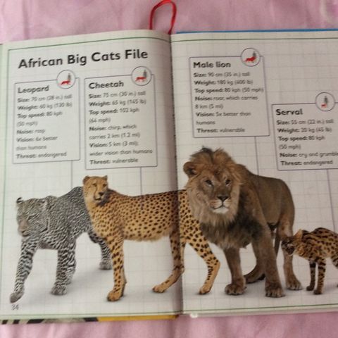 african big cats
