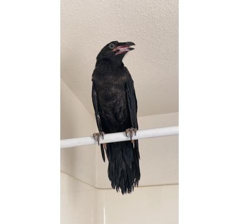 BJQ Radio Faith's Animal Rescue Mission- All about Ravens