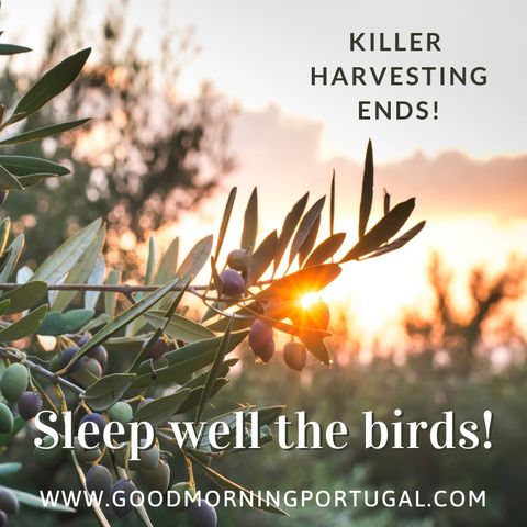 Portugal news, weather & 'Casa do Dia' - "Sleep well the birds!"