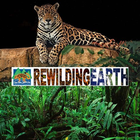 Episode 109: Rewilding Anywhere At Any Scale Relies Greatly On How We Restore And Reimagine Our Urban Environments