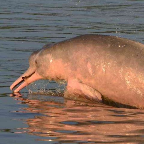 El grave peligro que sufren los delfines rosados de Arauca