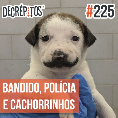 Decrépitos 225 - VACILO NEWS: Bandido, Polícia e Cachorrinhos