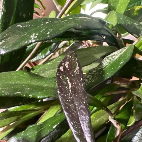 Episode 314 - Beautiful Chaos: Understanding Variegation :) (pt 1)