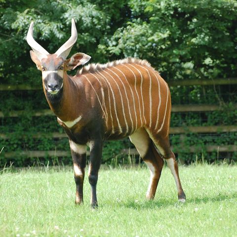 013.2 bongo