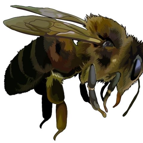 La abeja negra canaria