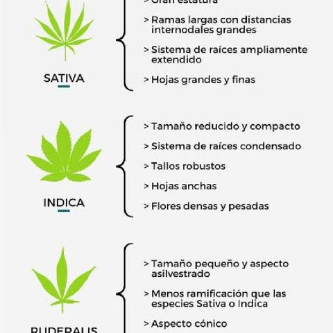 TIPOS DE CANNABIS