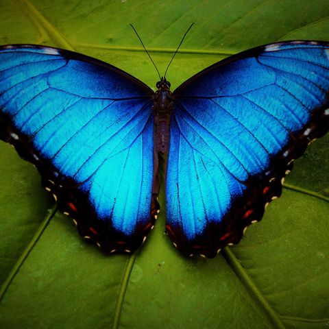 Julia Alvarez - Il tempo delle farfalle
