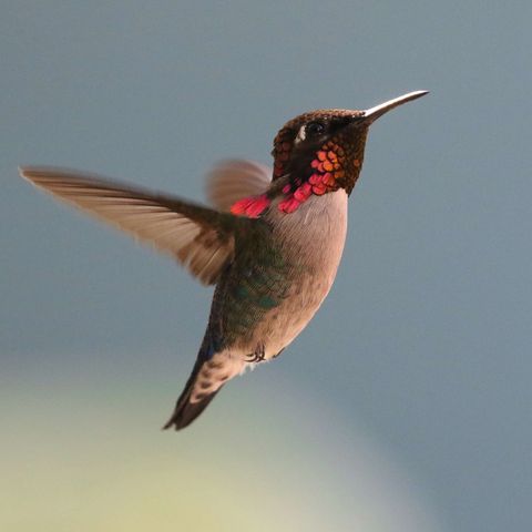 Mini - Smallest Hummingbird