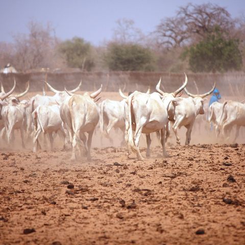 Campagne pastorale 2025 à Zinder : une saison favorable pour les éleveurs (Le Niger sur Kalangou)