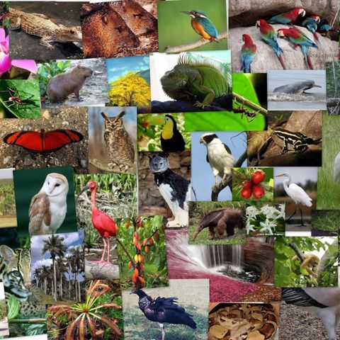 Episode 1: Flora y fauna en Colombia