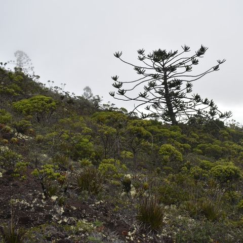 Parasitic conifers & Amborella(New Caledonia 2)