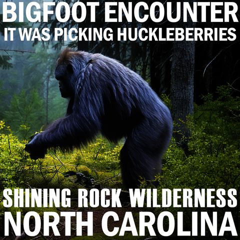 BIGFOOT EYE-SIGHTING REPORT FROM NORTH CAROLINA (PICKING HUCKLEBERRIES) SHINEY ROCK WILDERNESS