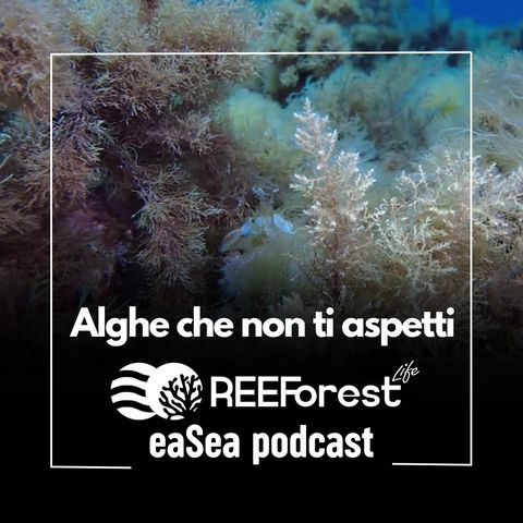 Alghe che non ti aspetti - la Cystoseira e il progetto REEForest. Intervista con la Professoressa Valentina Asnaghi (UniGe)