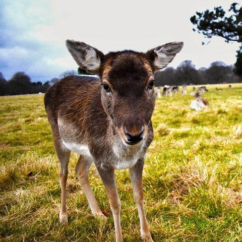 Damien Hannigan, Irish Deer Commission on deer in Waterford
