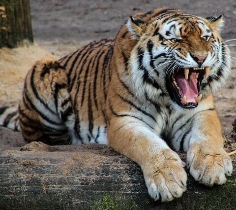 Soy el Tigre