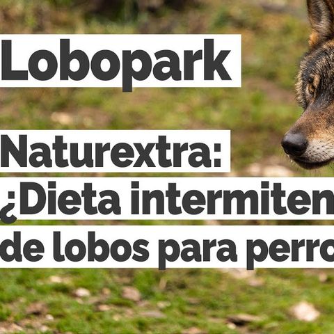 Naturextra: ¿Dieta intermitente de lobos para perros?