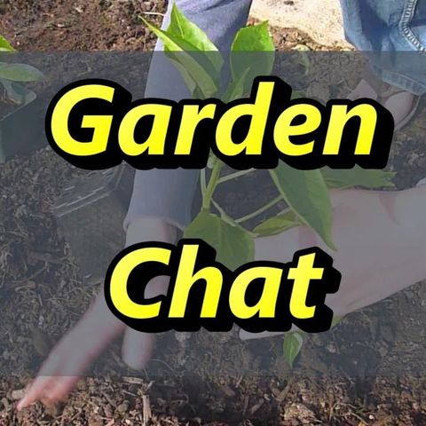Using Chickens In Your Garden
