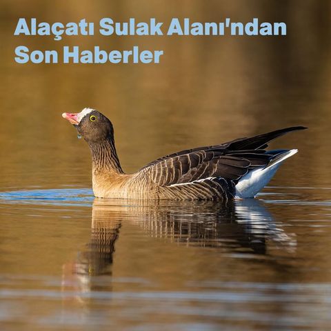 Alaçatı Sulak Alanı’ndan Son Haberler