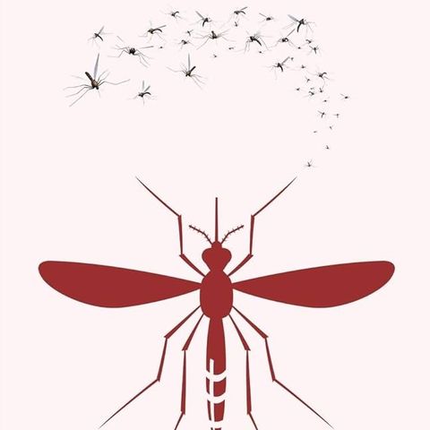 Mosquitoes