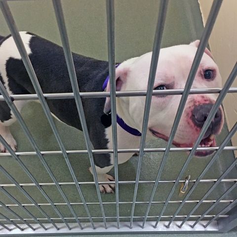 Pit Bull Stolen From Animal Rescue League Shelter