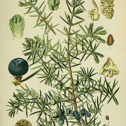Show 243: Juniper
