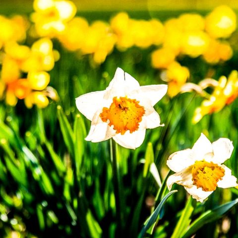 Narciso, il fiore degli sguardi profondi