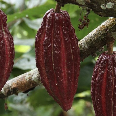 Cacao Bio: colecciones biológicas