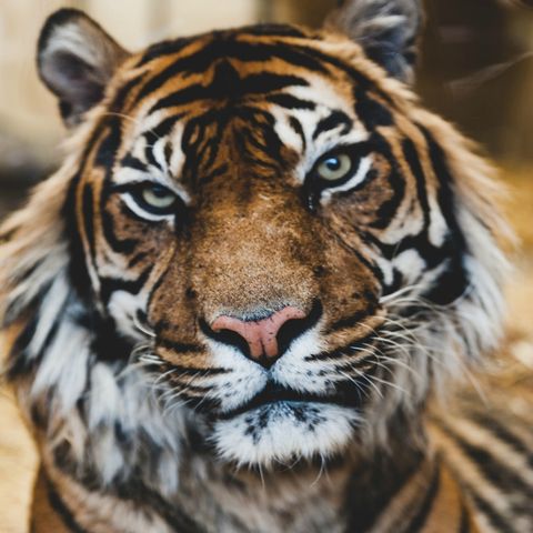 Stress and the Tiger Effect